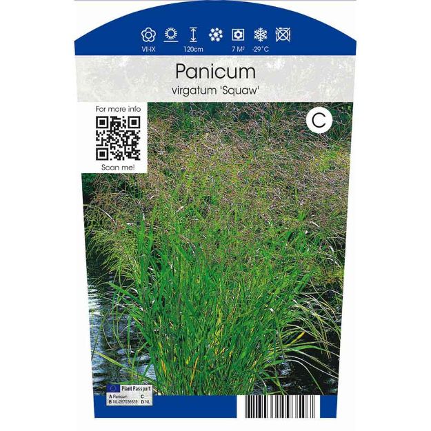 Image de Panicum vir. Squaw P11