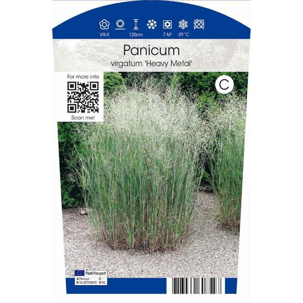 Image de Panicum vir. Heavy Metal P11