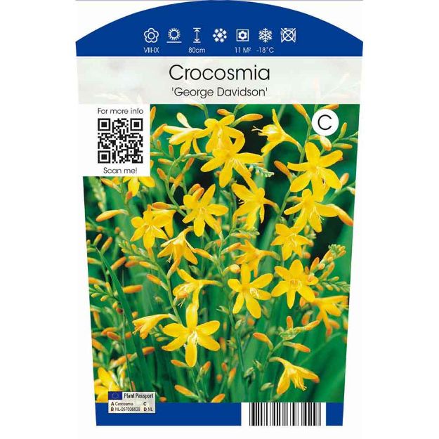 Image de Crocosmia 'George Davidson' P11