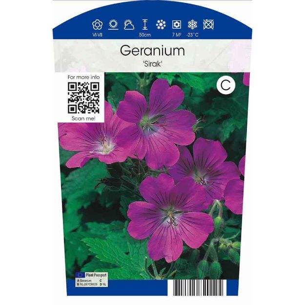 Image de Geranium 'Sirak' P11