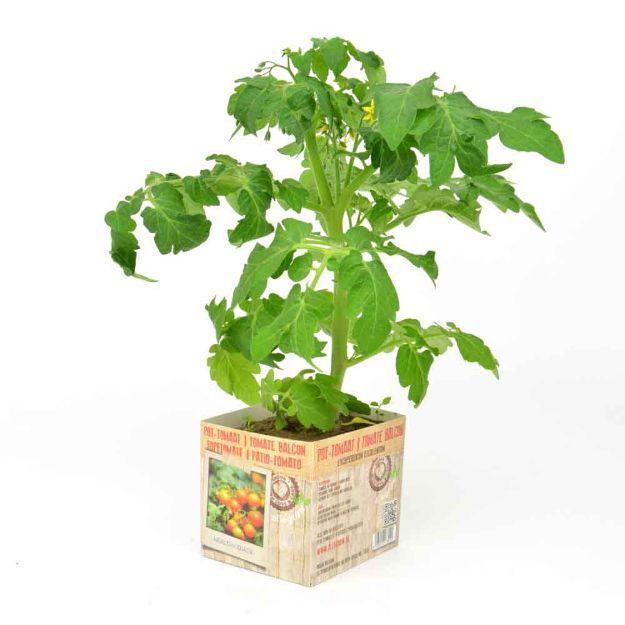 Image de Tomate balcon motte 10cm + boite