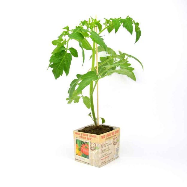 Image de Tomate Coeur de Boeuf motte 10cm + boite