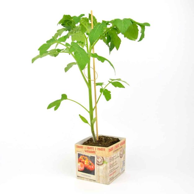 Image de Tomate Marmande motte 10cm + boite