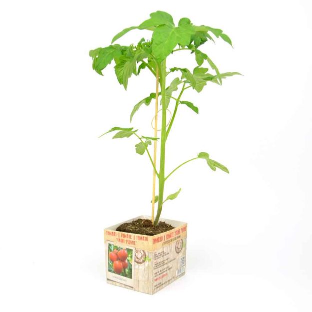 Image de Tomate Saint-Pierre motte 10cm + boite