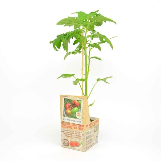 Image de Tomate charnue greffée motte 10cm + boite