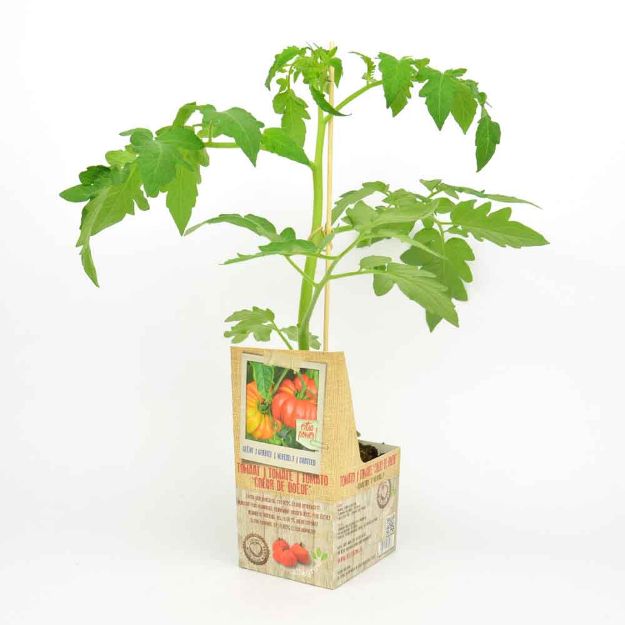 Image de Tomate 'Coeur de Boeuf' greffée motte 10cm + boite