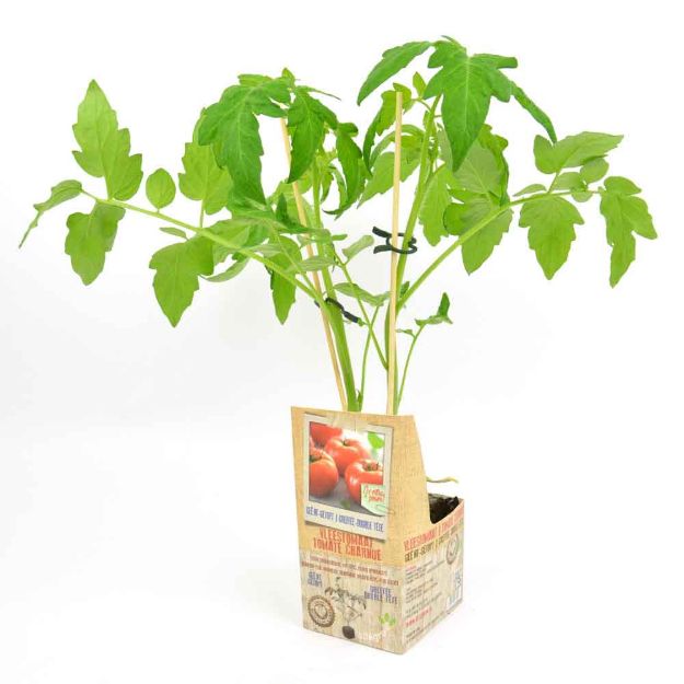 Image de Tomate greffée double-tête motte 10cm + boite