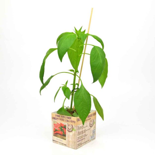 Image de Piment motte 10cm + boite