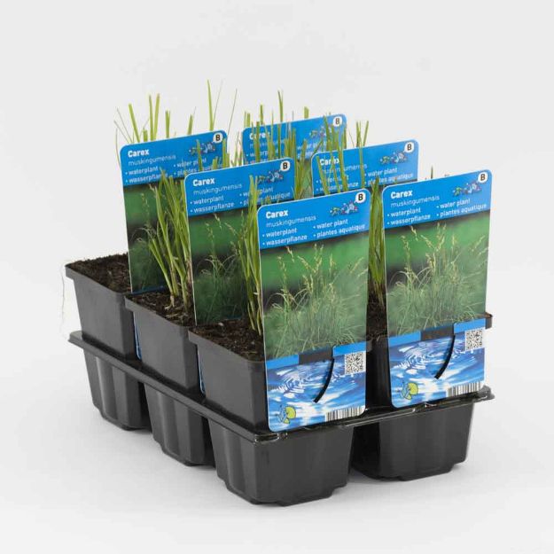 Image de Carex muskingumensis Pot 9cm