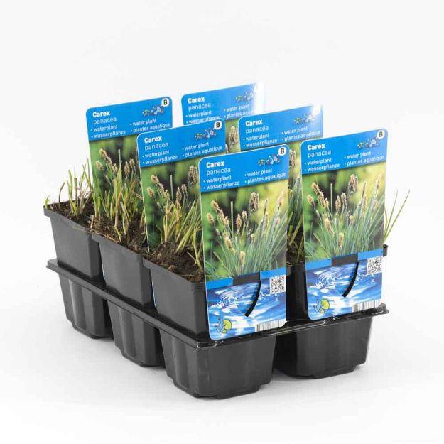 Image de Carex panacea Pot 9cm