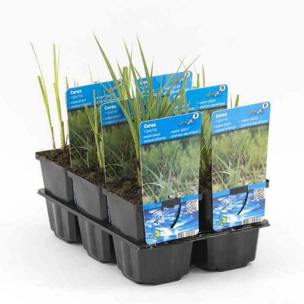 Image de Carex riparia Pot 9cm