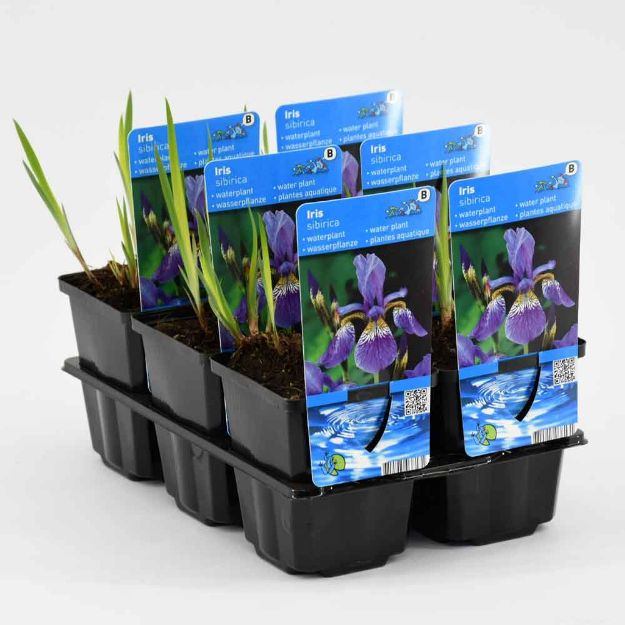 Image de Iris siberica Pot 9cm