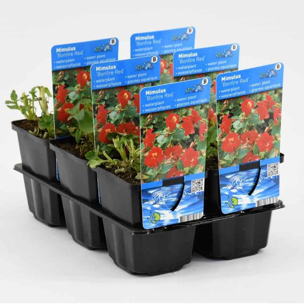 Image de Mimulus 'Bonfire Red' Pot 9cm