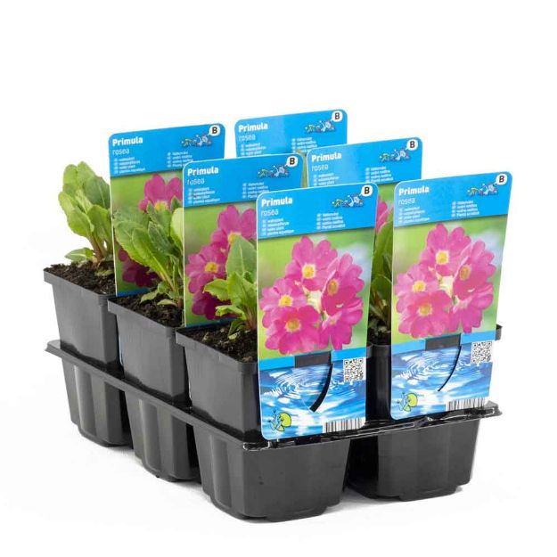 Image de Primula rosea Pot 9cm