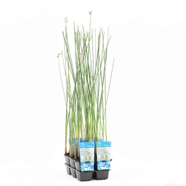 Image de Scirpus lacustris Pot 9cm