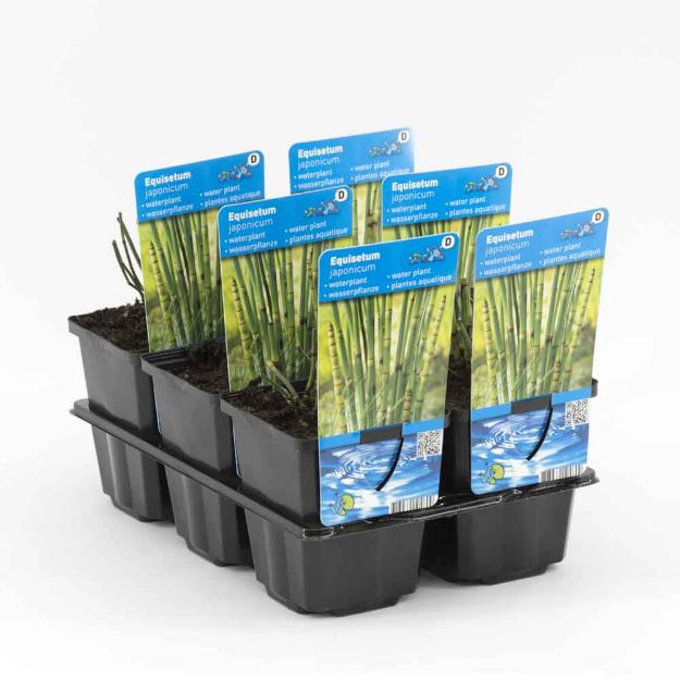 Image de Equisetum japonica Pot 9cm