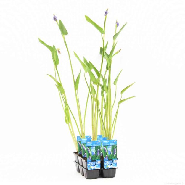 Image de Pontederia cordata Lanceolata Pot 9cm