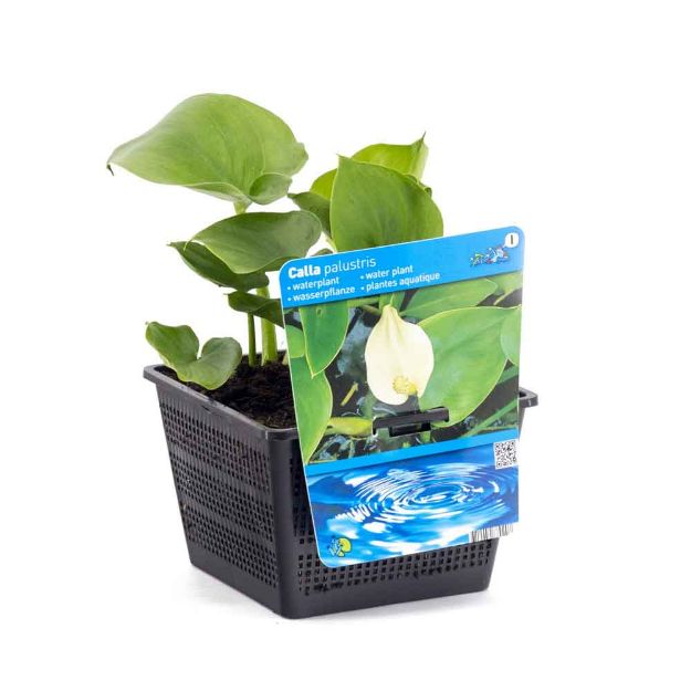 Image de Calla palustris Pot 18cm