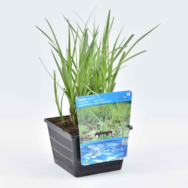 Image de Carex riparia Pot 18cm