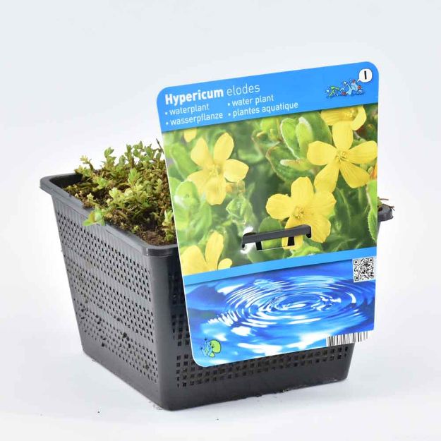 Image de Hypericum elodes Pot 18cm