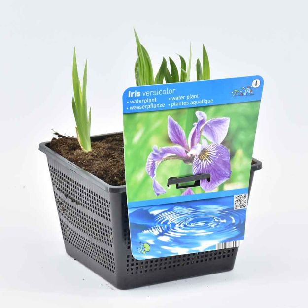 Image de Iris versicolor Pot 18cm