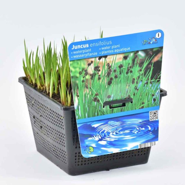 Image de Juncus encifolius Pot 18cm