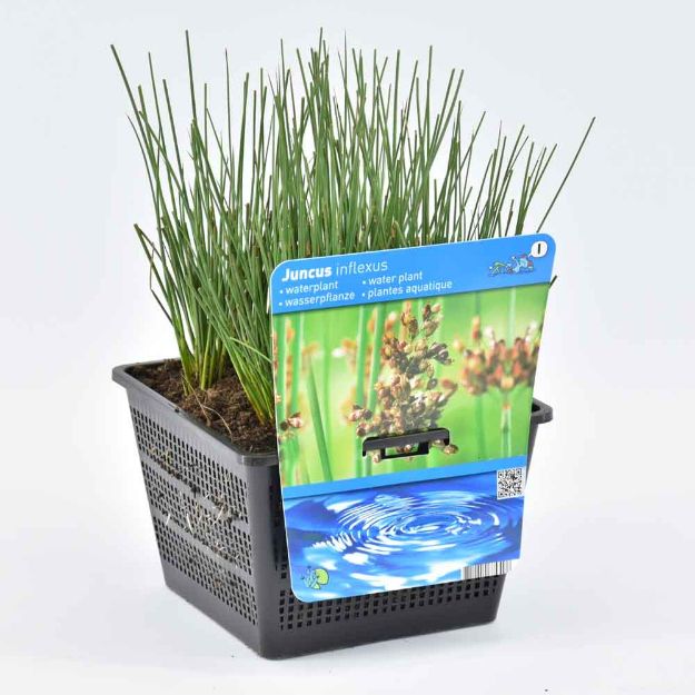 Image de Juncus inflexus Pot 18cm