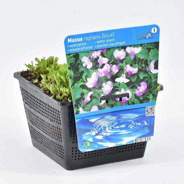 Image de Mazus reptans Blauw Pot 18cm