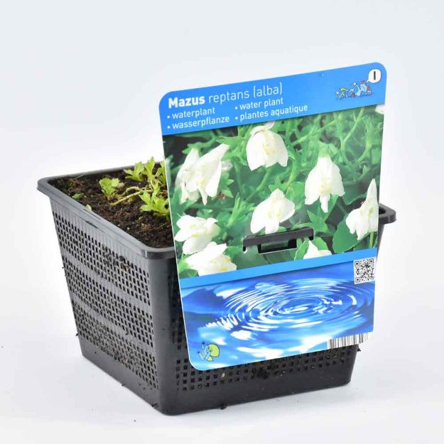 Image de Mazus reptans Wit Pot 18cm