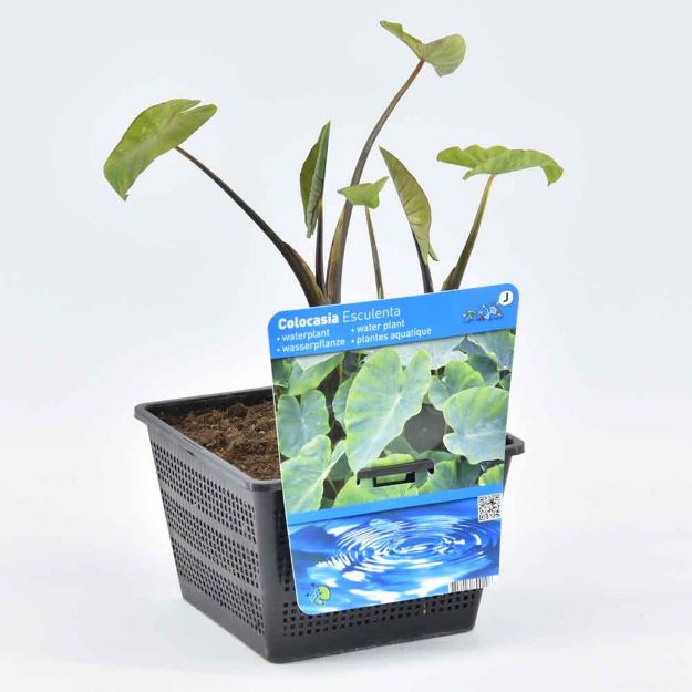 Image de Colocasia Esculenta Pot 18cm