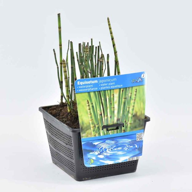 Image de Equisetum japonica Pot 18cm