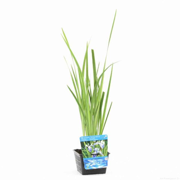 Image de Iris laevigata 'Mottled Beauty' Pot 18cm