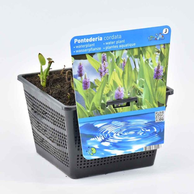 Image de Pontederia cordata Pot 18cm