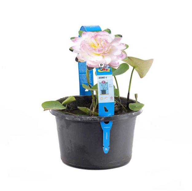 Image de Nelumbo pink Pot 3L