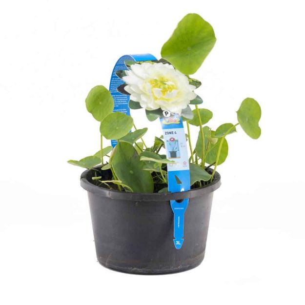 Image de Nelumbo white Pot 3L