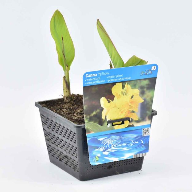 Image de Canna Yellow Pot 18cm