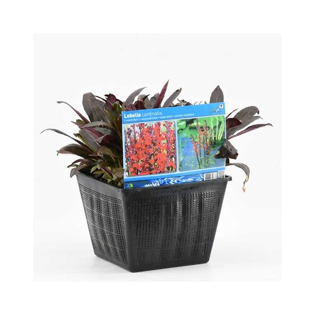 Image de Lobelia cardinalis Pot 28x28cm