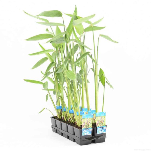 Image de Thalia dealbata  Pot 11cm