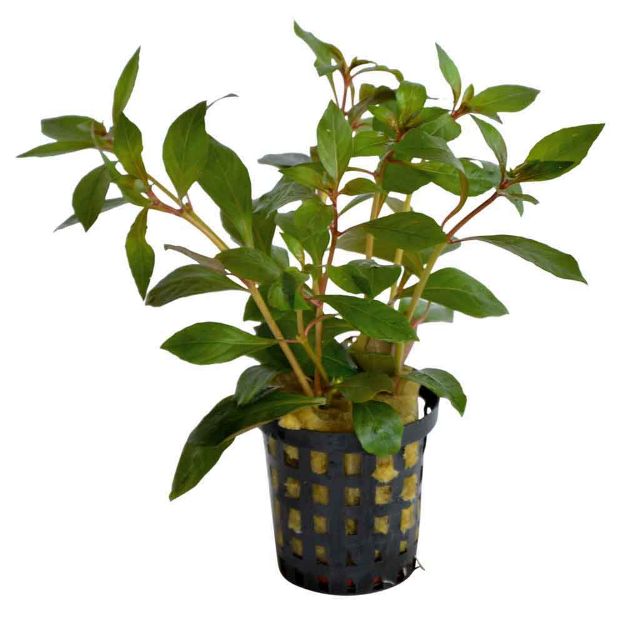 Image de Plante Ludwigia Glandulosa 5 Cm En Pot