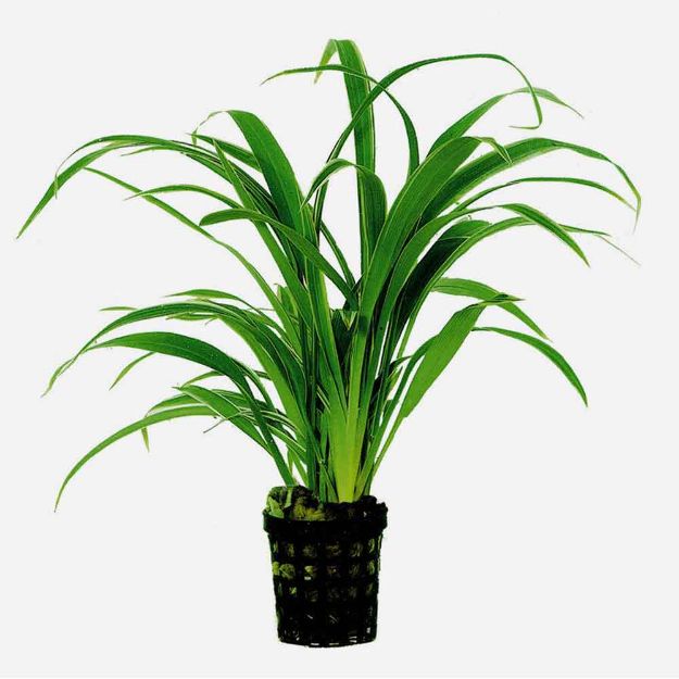 Image de Plante Chlorophytum Bichettii 5 Cm En Pot