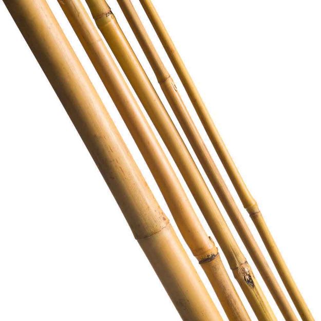 Image de TUTEUR BAMBOU NAT - H180 CM - 3 X