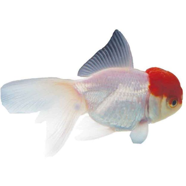 Image de Poisson redcap oranda 9-12 cm