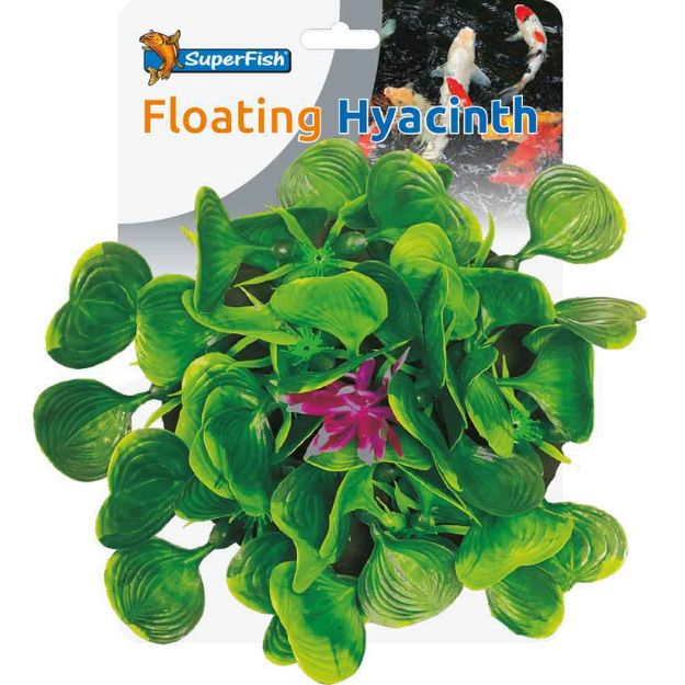 Image de Sf pond deco hyacinth