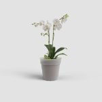 Image de POT CULTURE MADAGASCAR ORCHIDÉE 17CM TRANSPARENT
