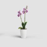 Image de POT FIJI ORCHIDÉE 12,5CM BLANC