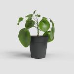 Image de POT DE CULTURE MADAGASCAR 23CM ANTHRACITE