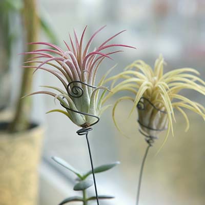 Tillandsia : cette mystérieuse plante sans racine
