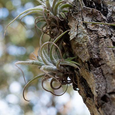 Tillandsia : cette mystérieuse plante sans racine