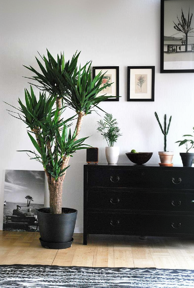 Image d'un yucca luxuriant dans un pot, éclairé par le soleil, idéal pour la décoration intérieure et l'amélioration de l'air.