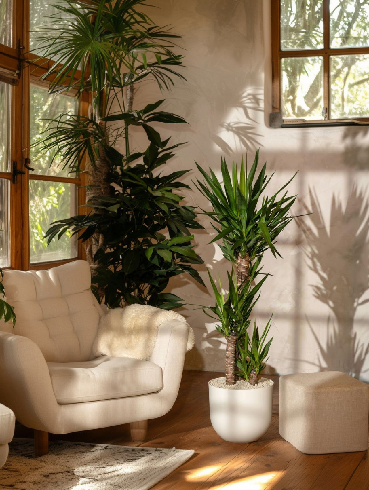 Yucca verdoyant en pot, plante d'intérieur résistante, idéale pour une déco moderne et épurée. Soins faciles et minimalistes.